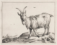 KG 04324
<br/>
Geit, lopend naar links
<br/>
<em>Bije, Marcus de (1639-ca. 1690)</em>